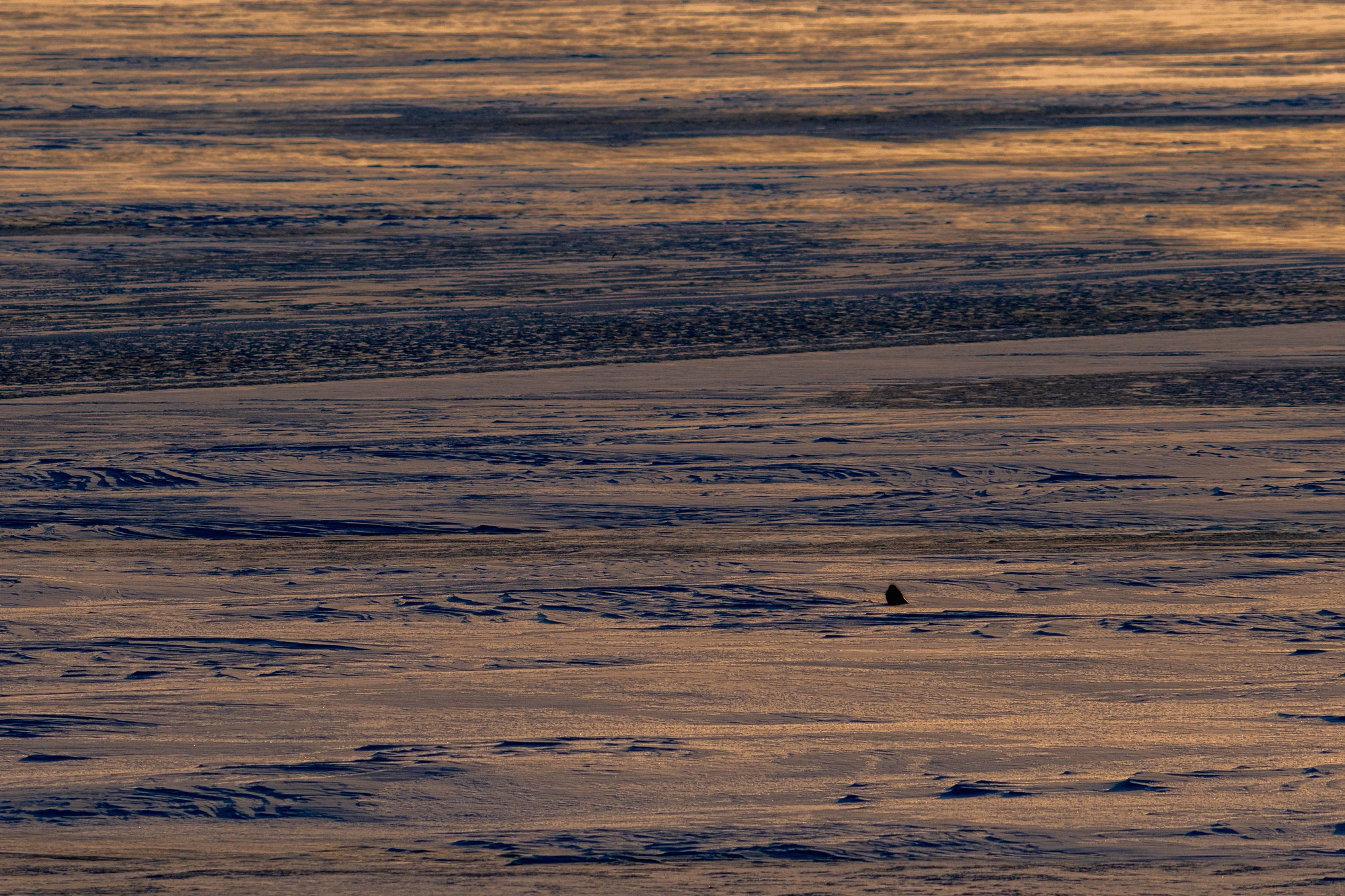 The surface of a frozen lake in golden light, a small dark figure far off.