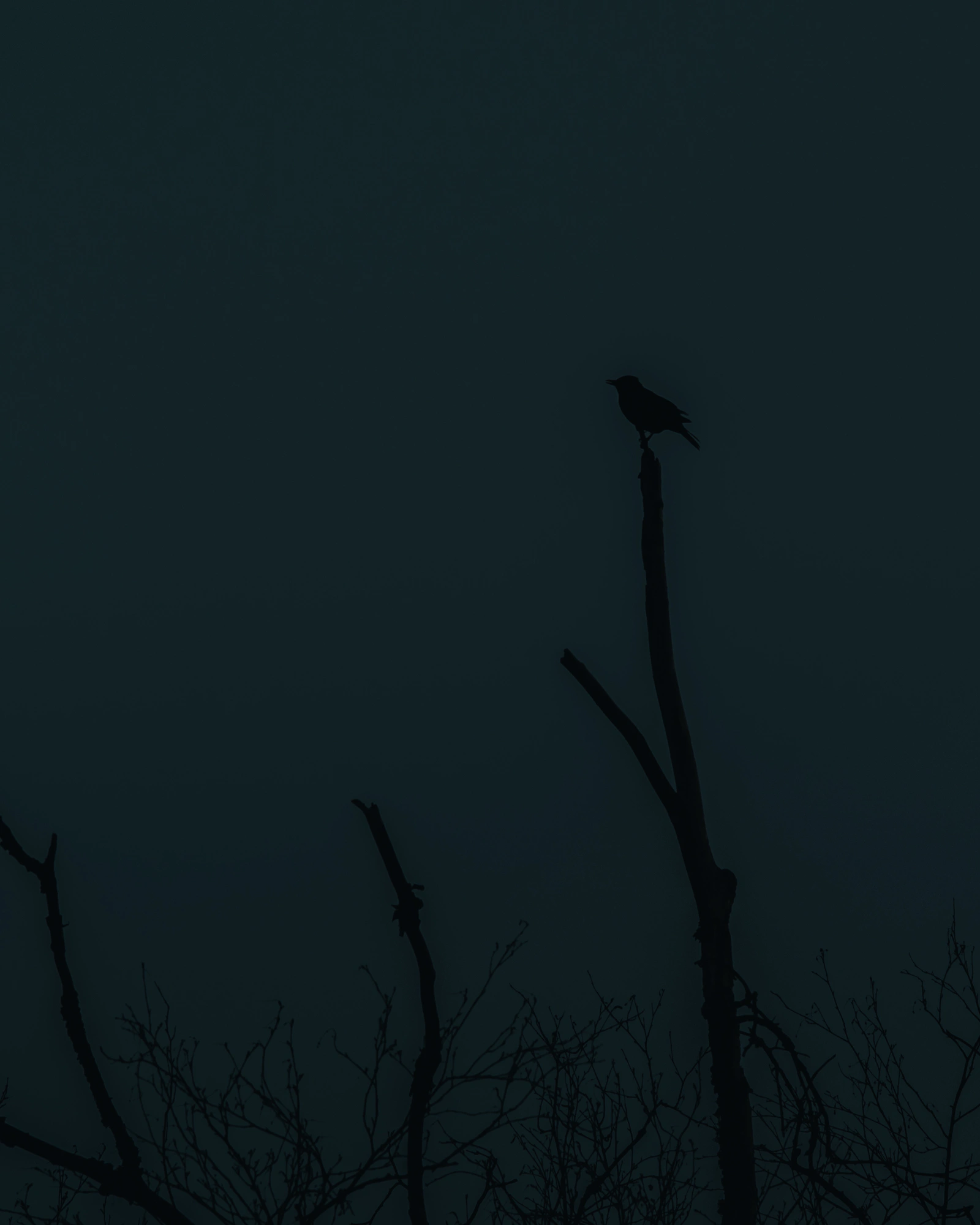 A bird at the top of a bare tree against a blue sky.
