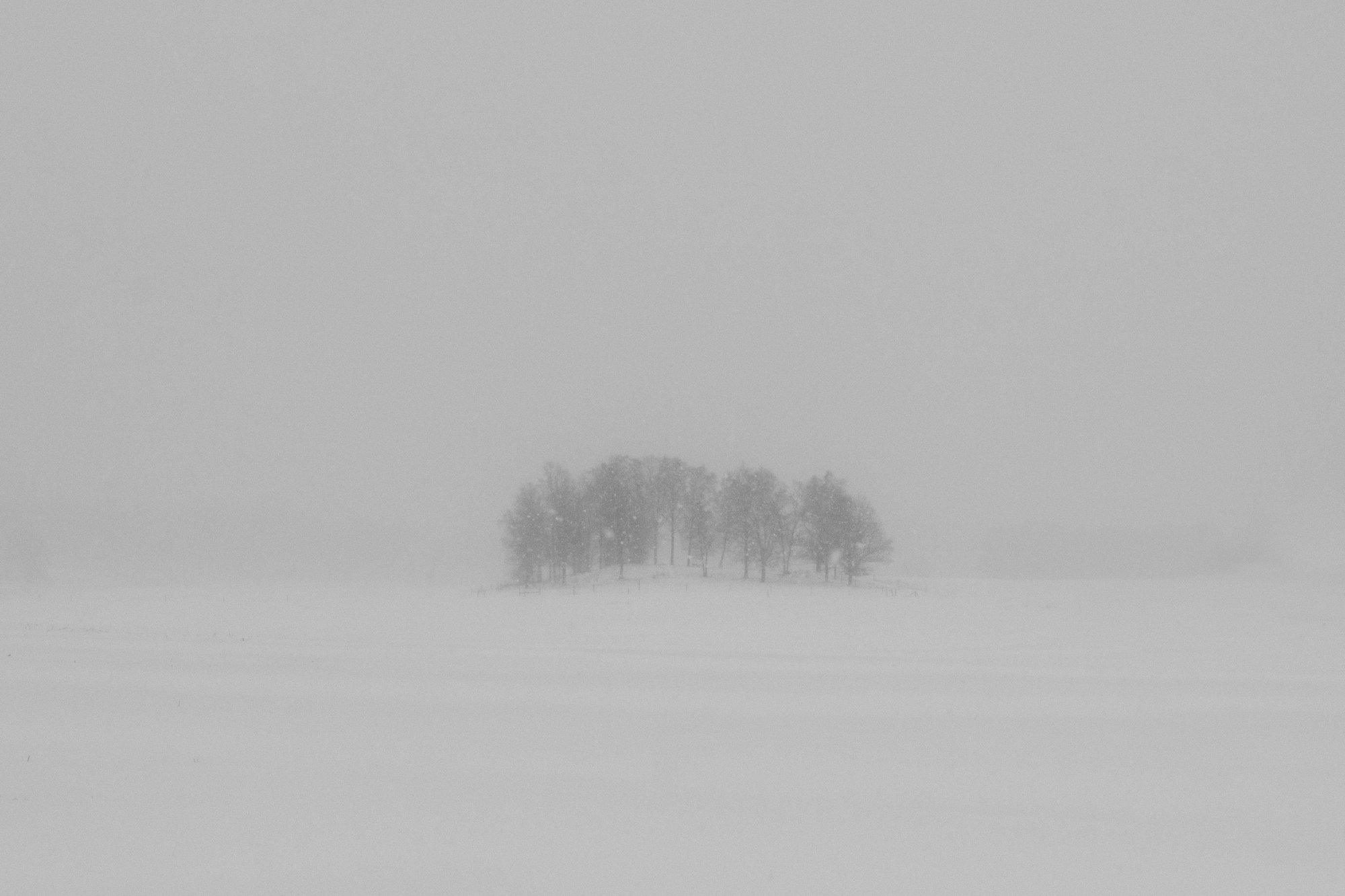 A clump of trees in the middle of a field in falling snow.