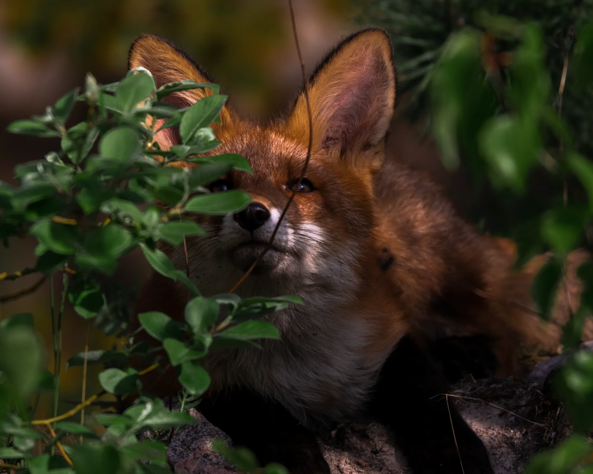 A fox peeks out from behind green leaves.