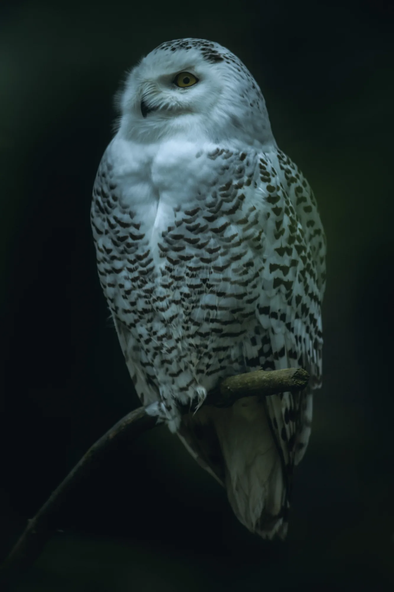 A snowy owl sits on a branch against a dark green background, looking to the side.